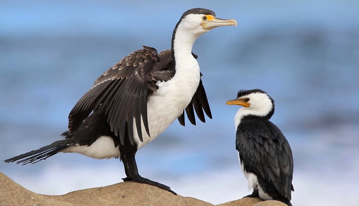 Pied Cormorant - Thalia and Darren Broughton