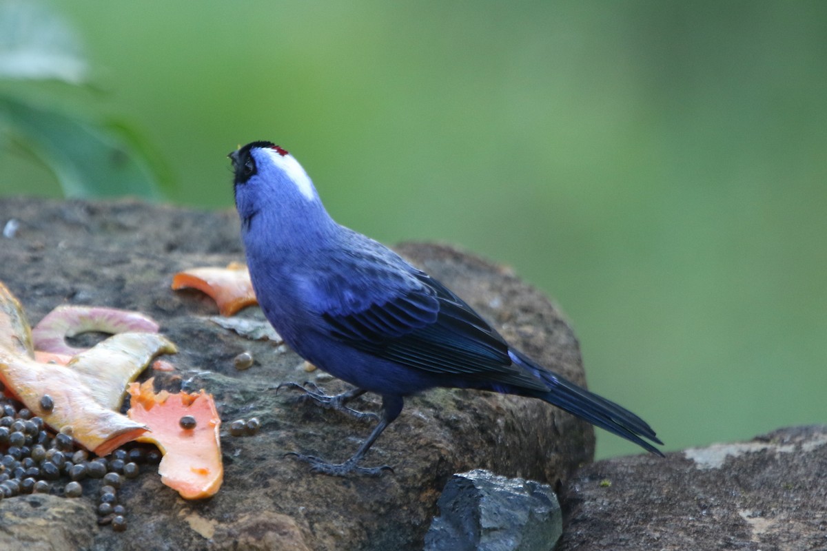 Diademed Tanager - ML59541751