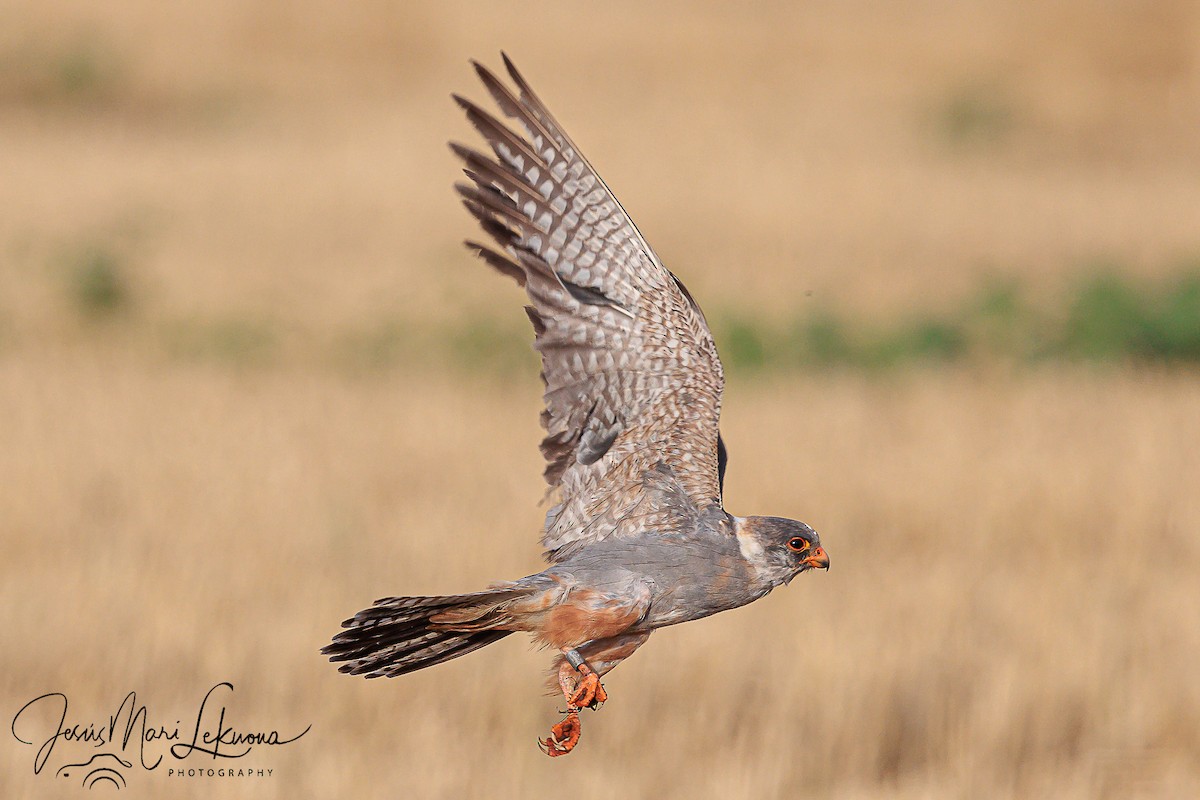 Red-footed Falcon - ML595417621