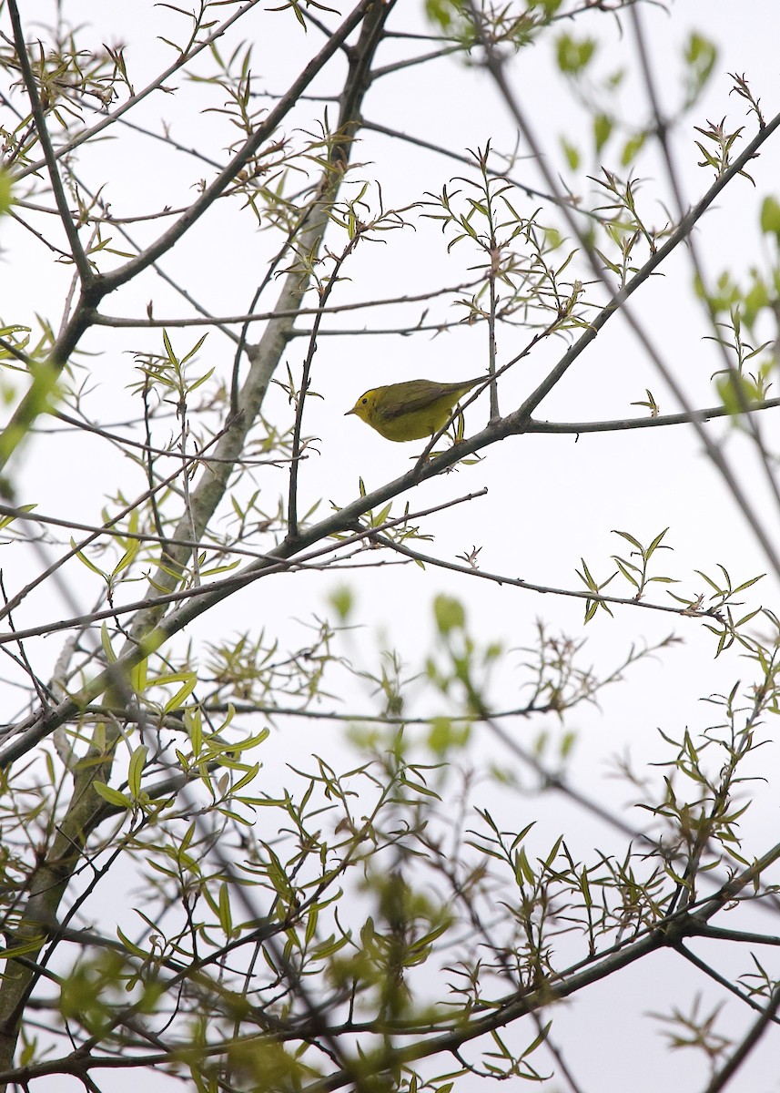 Wilson's Warbler - Jon Cefus