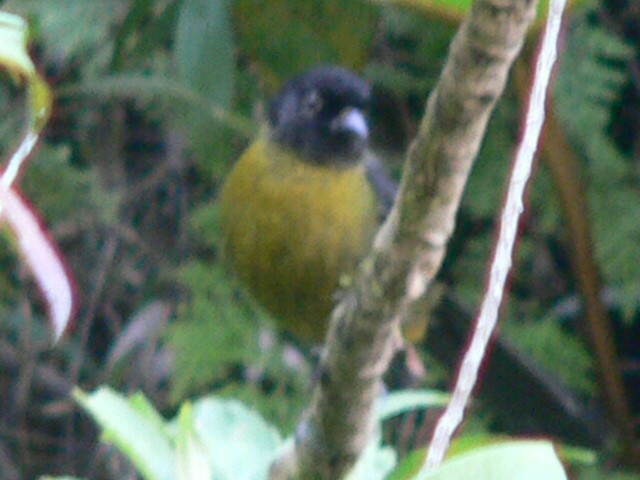 Yellow-green Brushfinch - ML595418851