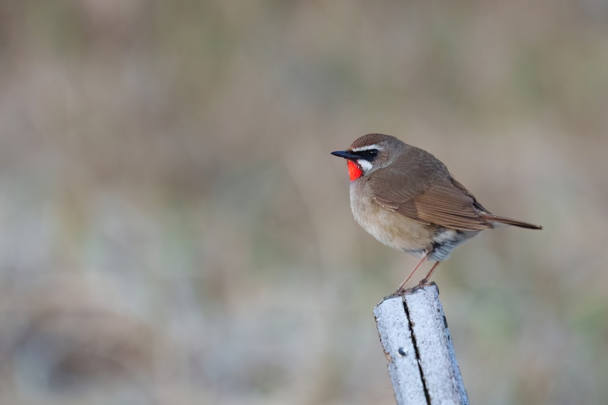 Siberian Rubythroat - ML595418981