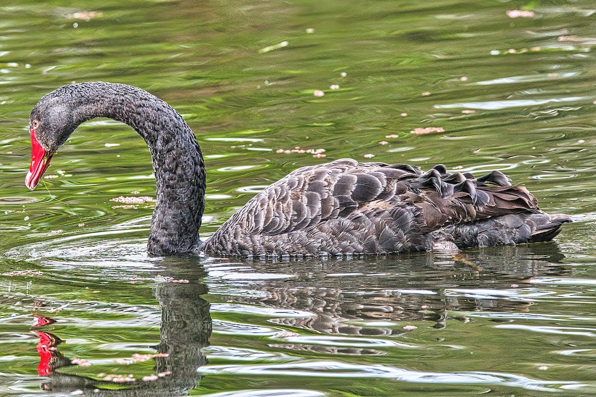 Cygne noir - ML595419211