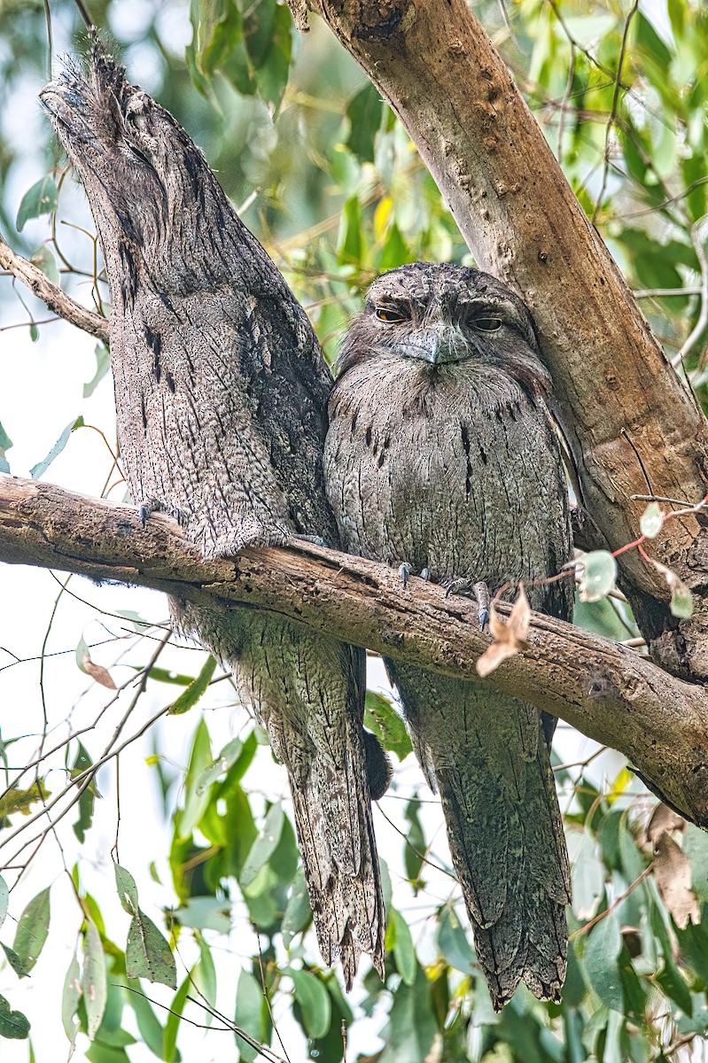 Tawny Frogmouth - ML595419271