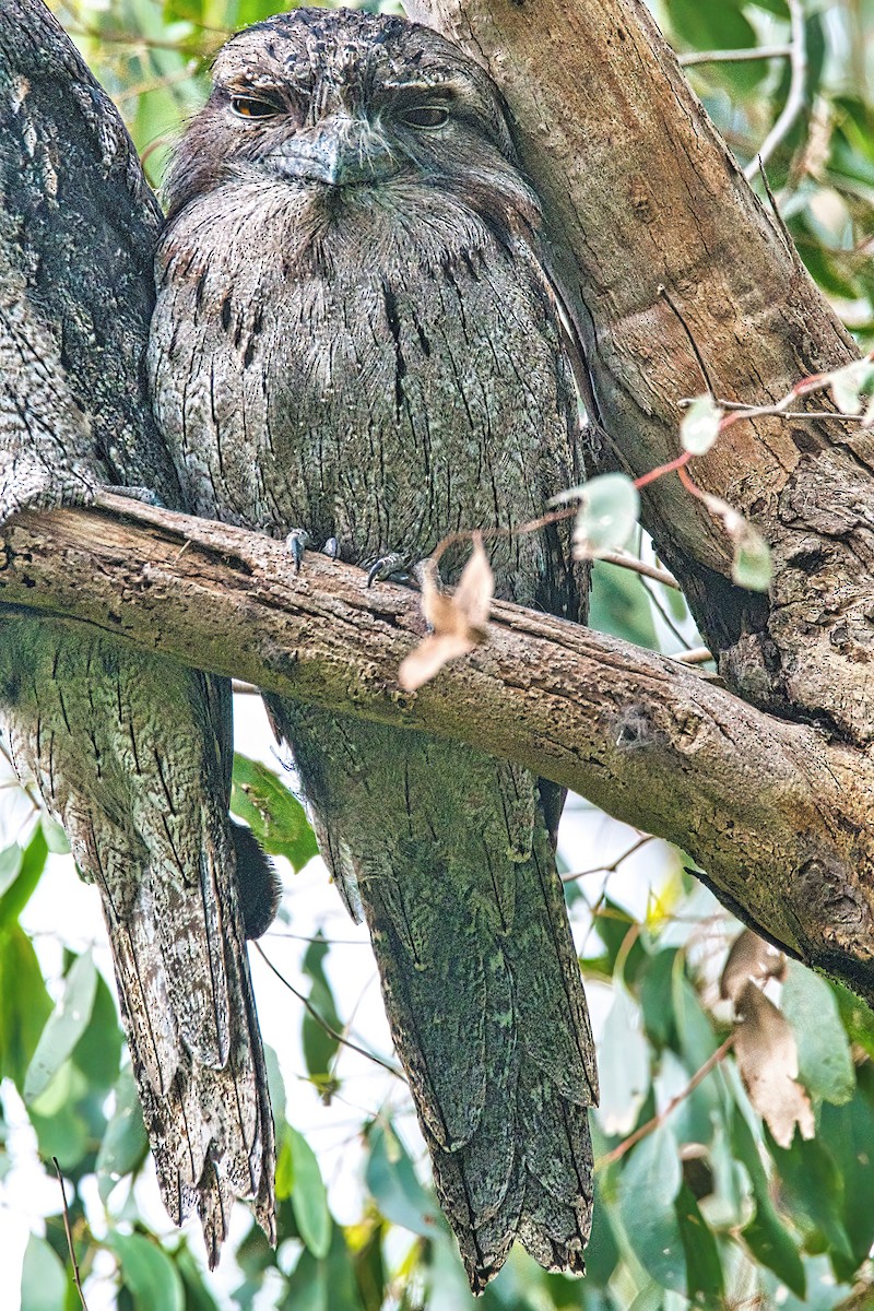 Tawny Frogmouth - ML595419281