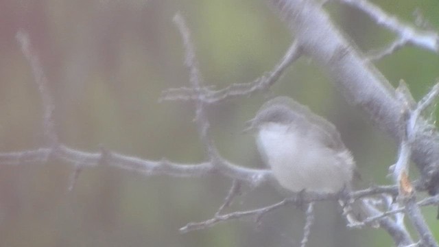 Lesser Whitethroat - ML595420101