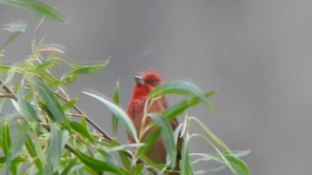 Common Rosefinch - ML595420121