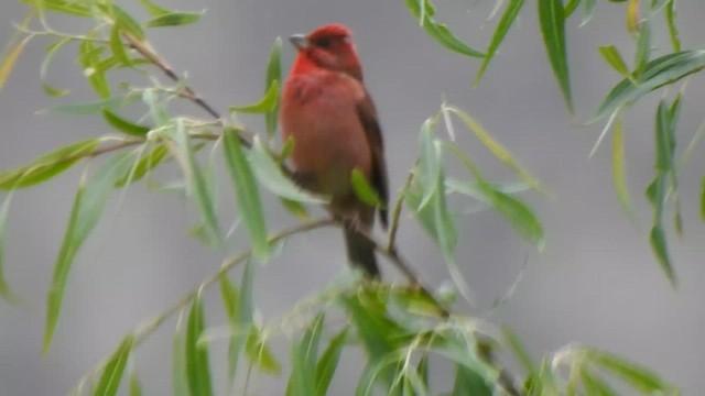 Common Rosefinch - ML595420131