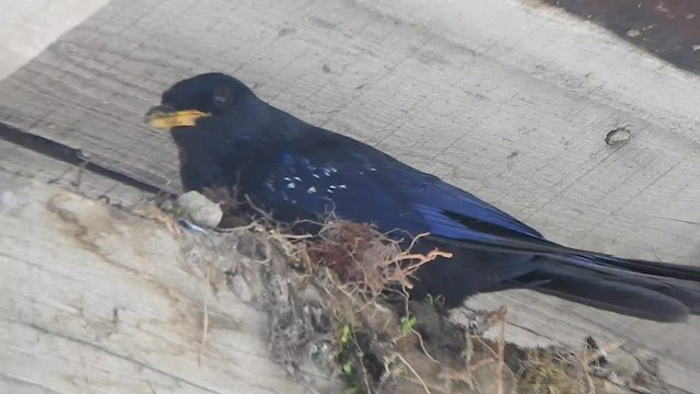 Blue Whistling-Thrush - ML595421351