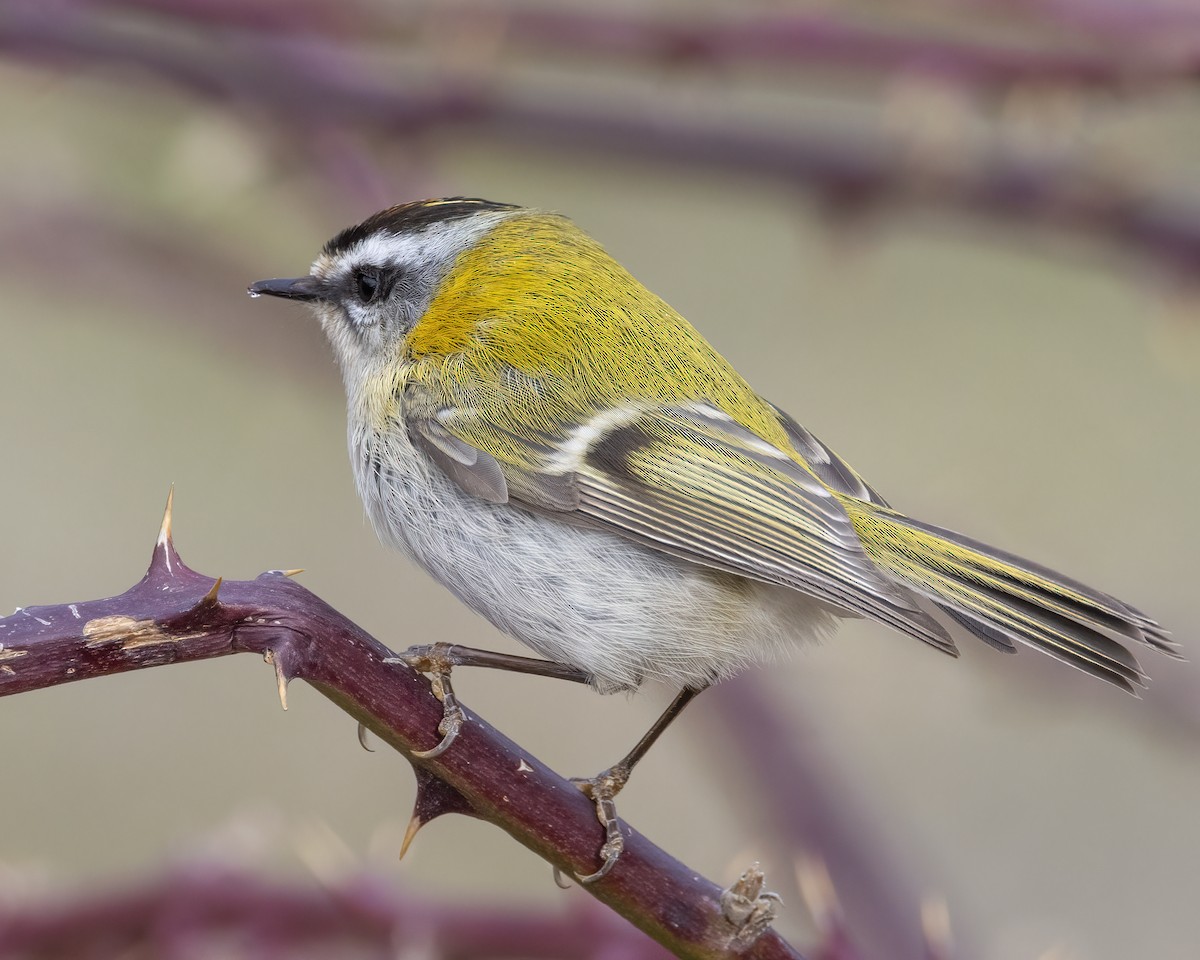 Common Firecrest - ML595421471
