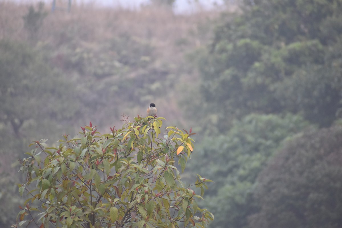 Long-tailed Shrike - ML595421591