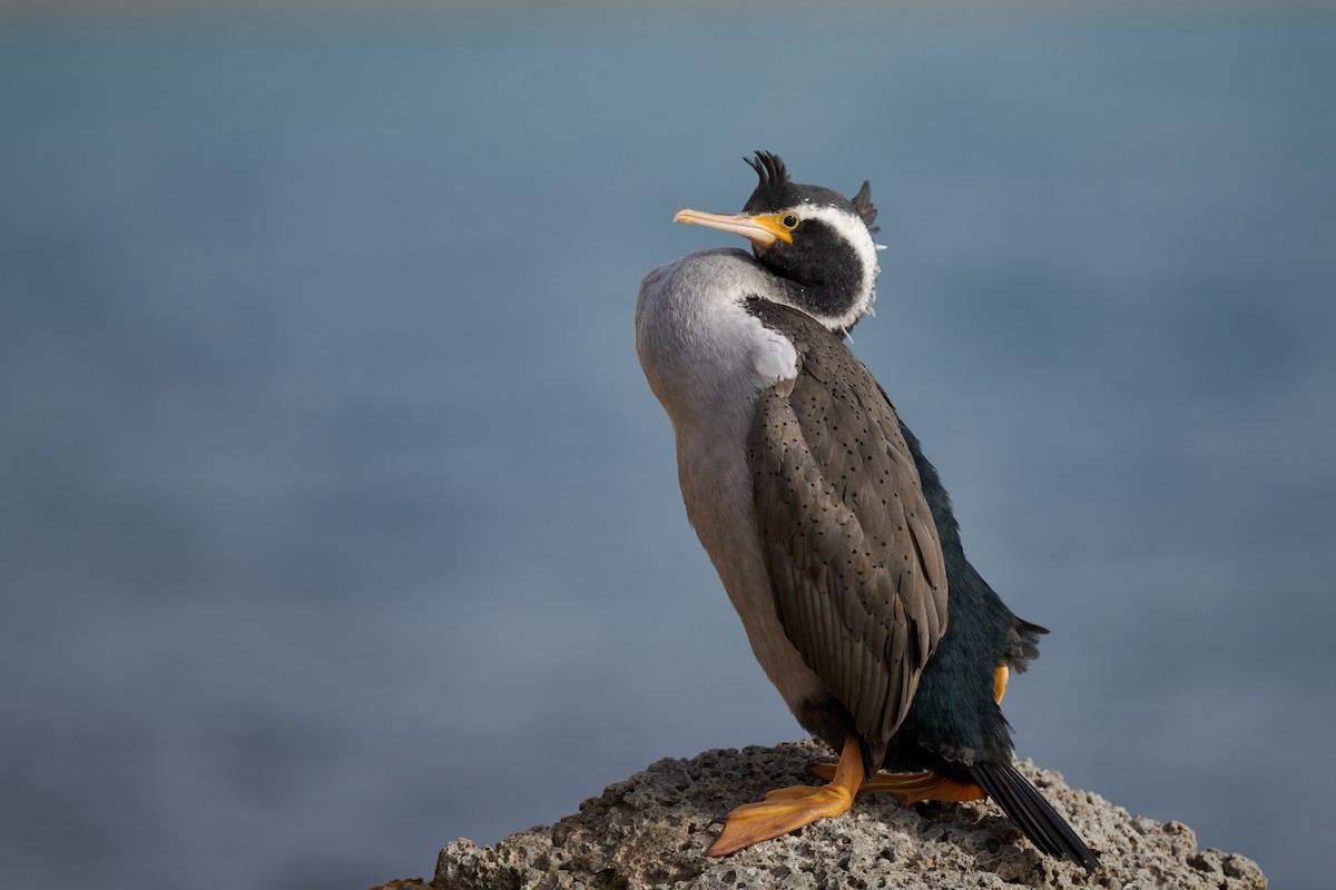 Spotted Shag - ML595422191