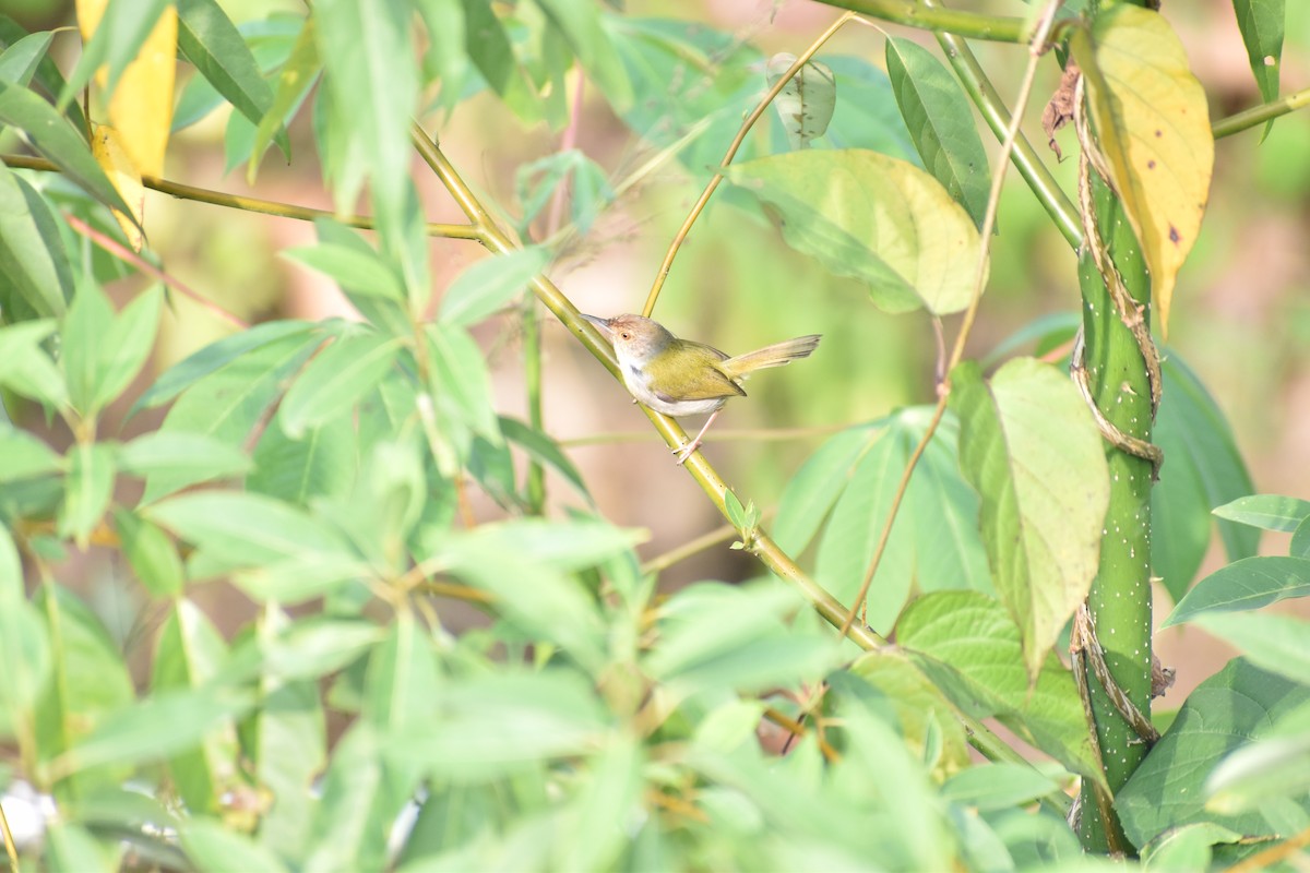 Common Tailorbird - ML595422261