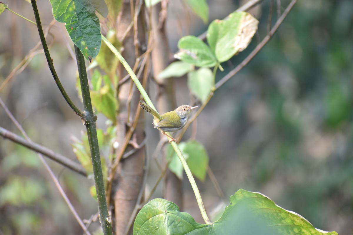 Common Tailorbird - ML595422341