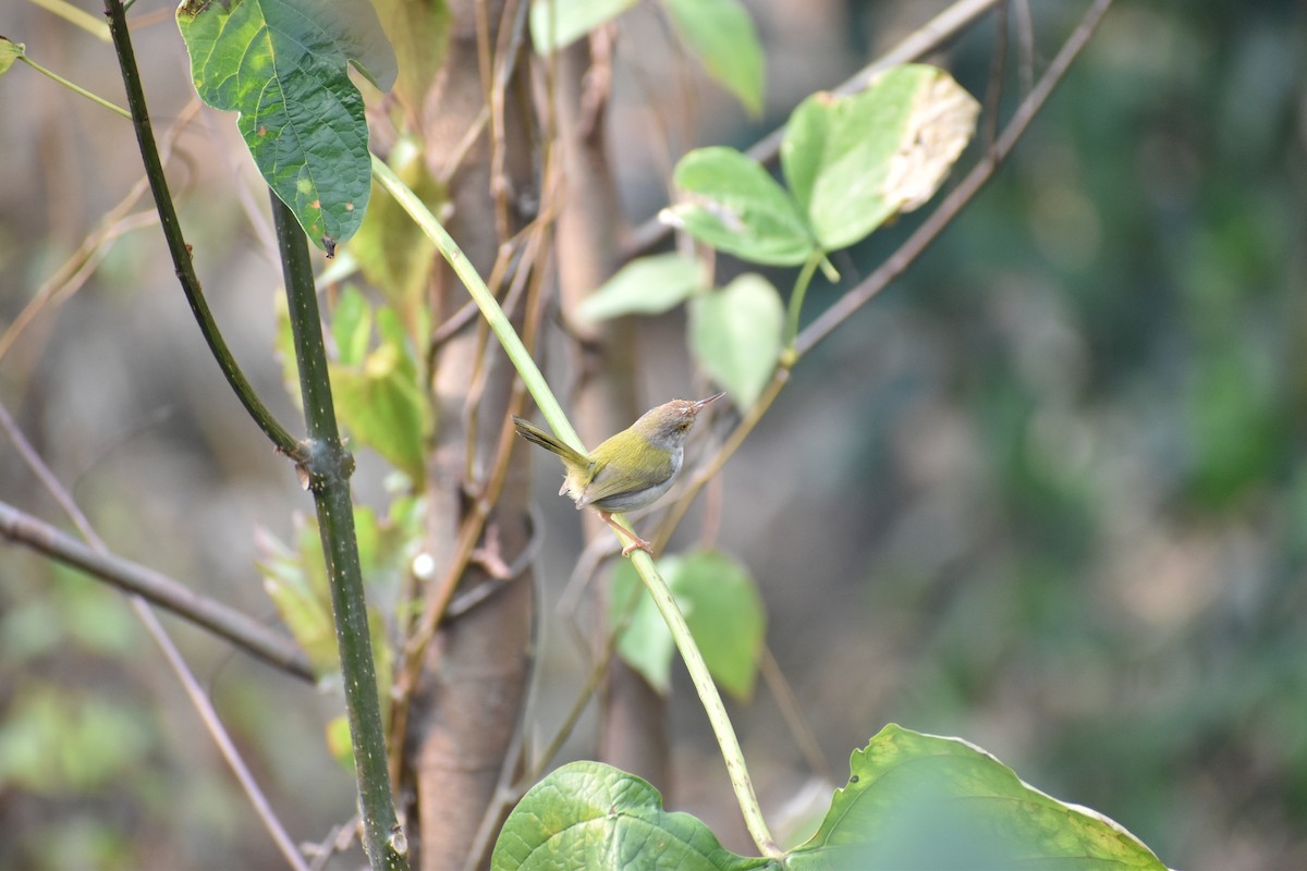 Common Tailorbird - ML595422351