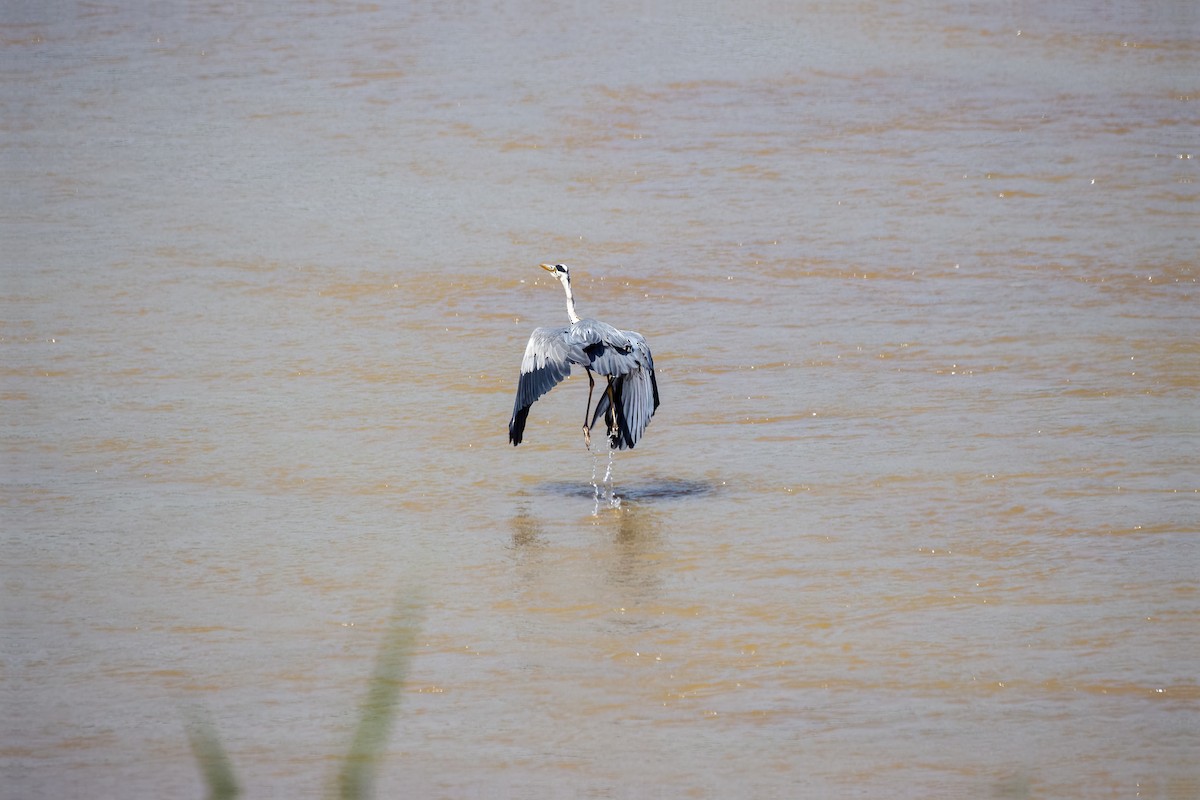 Gray Heron - ML595423211