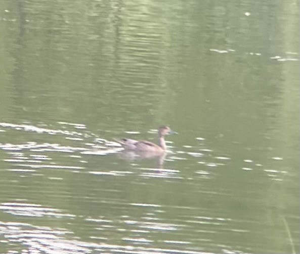 Northern Pintail - ML595423351