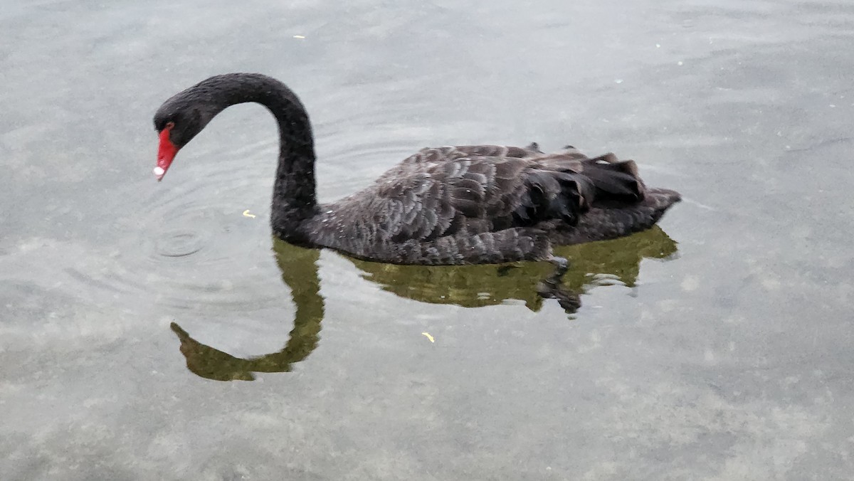 Black Swan - ML595423361