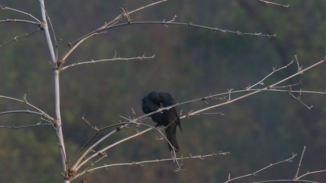 White-crowned Pigeon - ML595423701