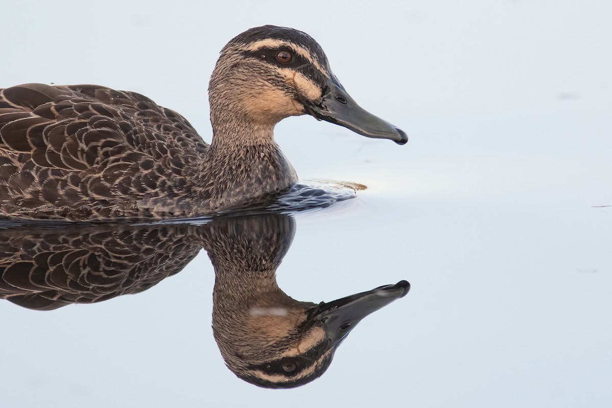 Pacific Black Duck - ML595424241