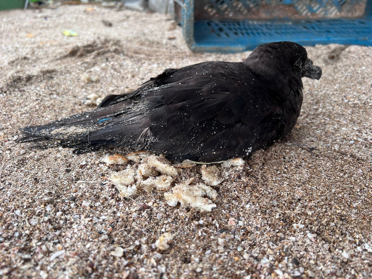 Jouanin's Petrel - ML595424791