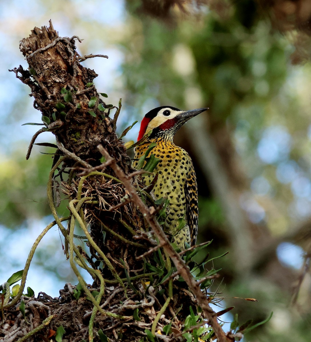 Green-barred Woodpecker - ML595425151