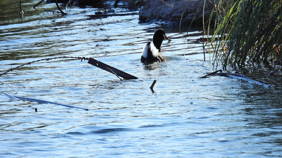 Fulica sp. - ML595425201