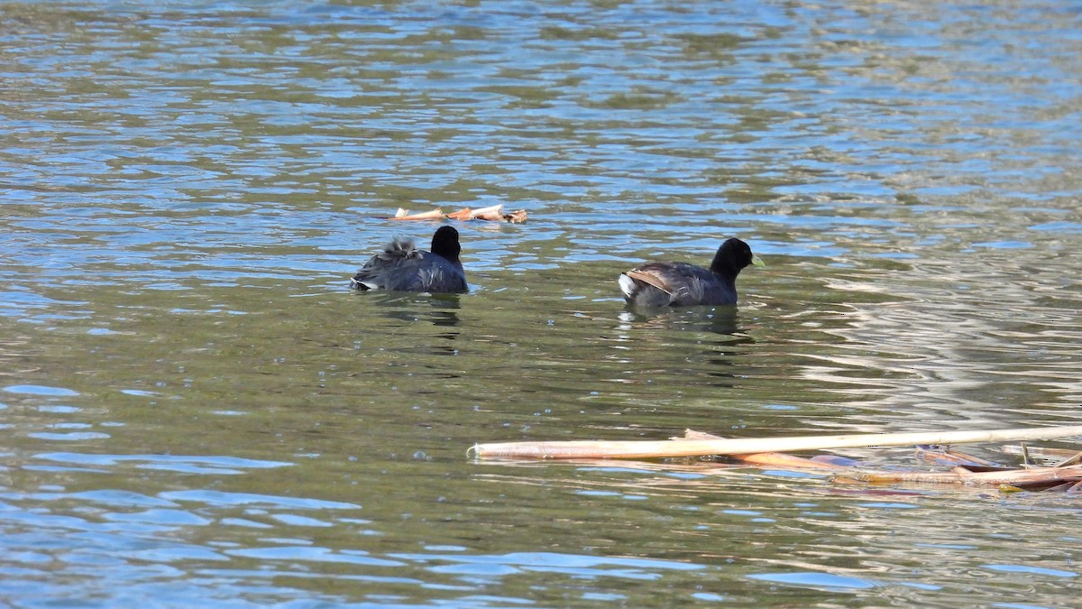 tanımsız Fulica sp. - ML595425211