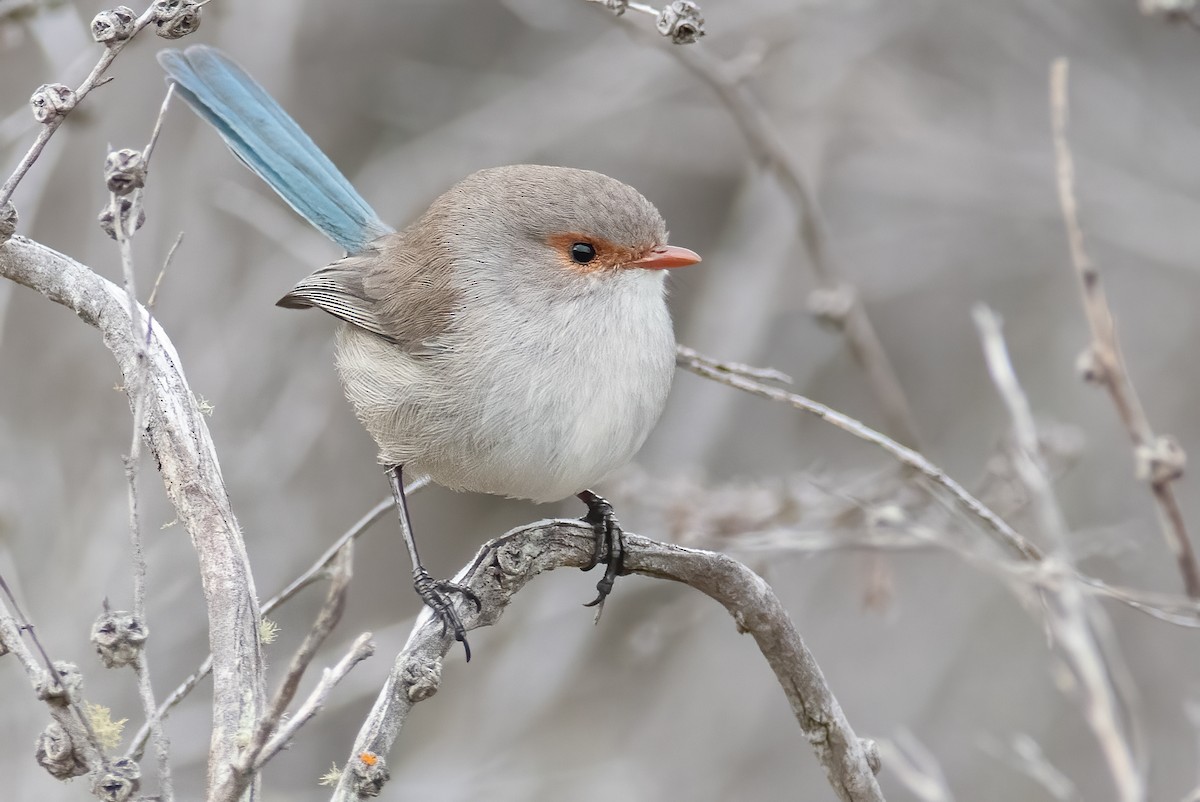 Splendid Fairywren - ML595427051