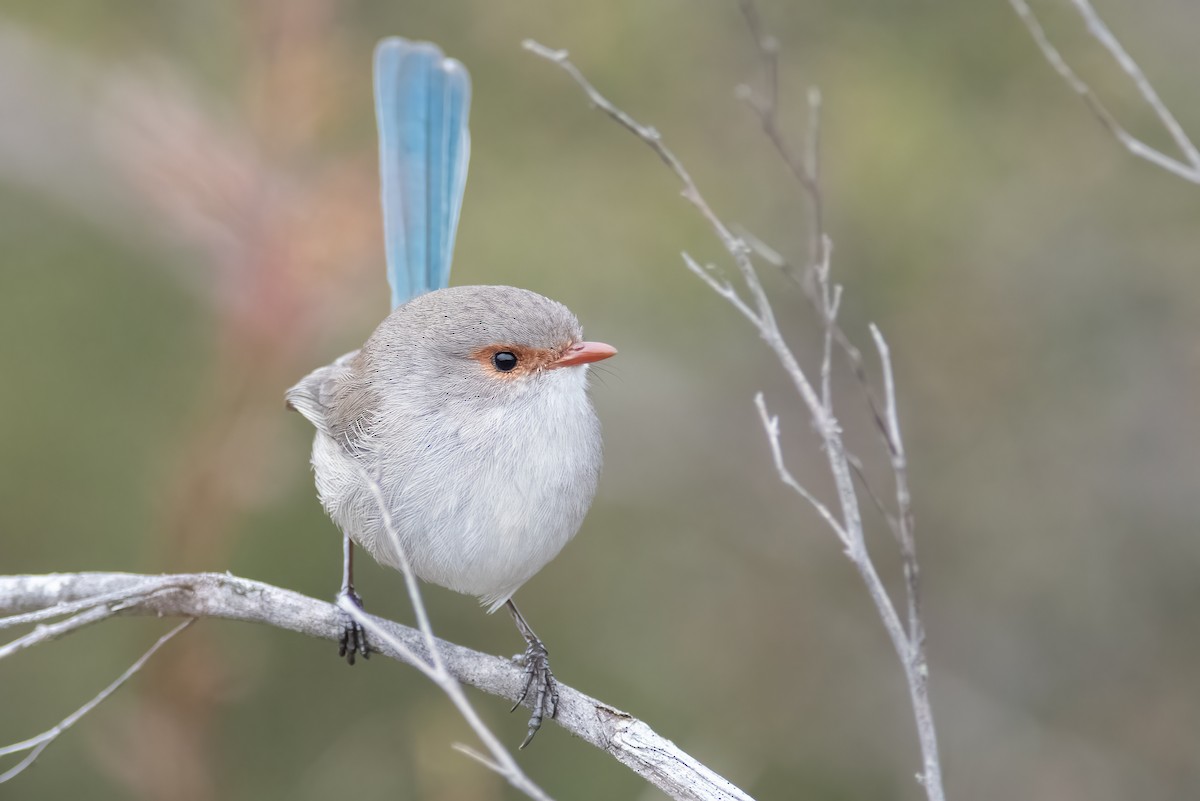 Splendid Fairywren - ML595427061