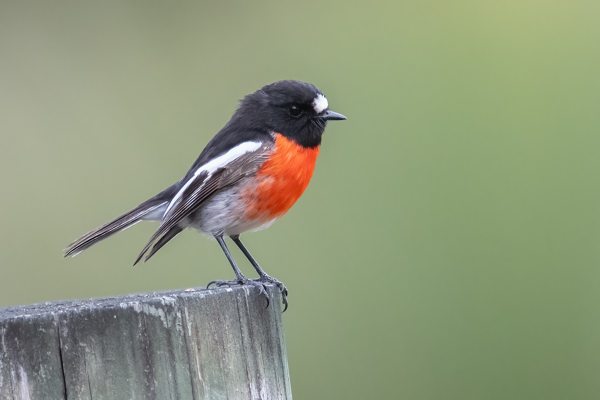 Scarlet Robin - ML595427101