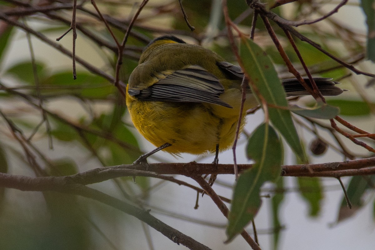 Golden Whistler (Western) - ML595427121