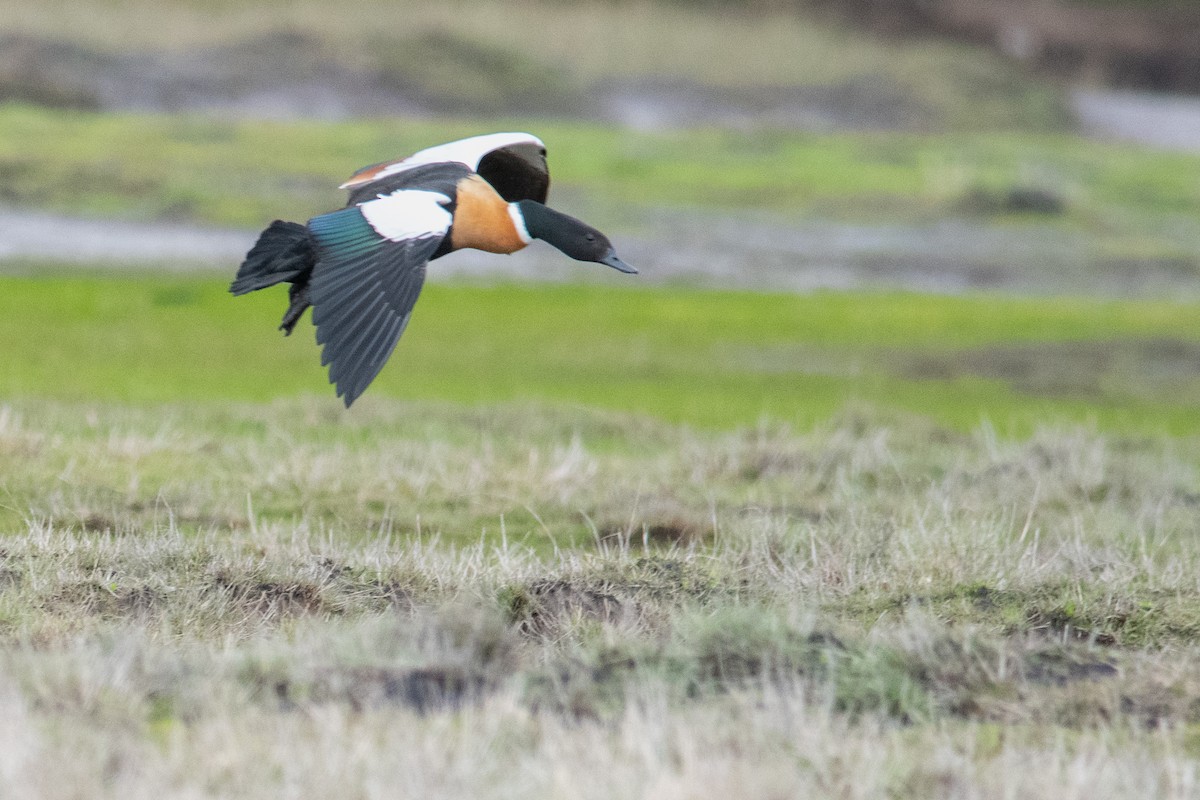 Australian Shelduck - ML595427181