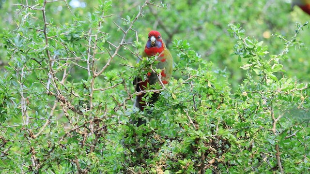 Crimson Rosella - ML595428001