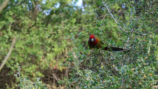 Crimson Rosella - ML595428011