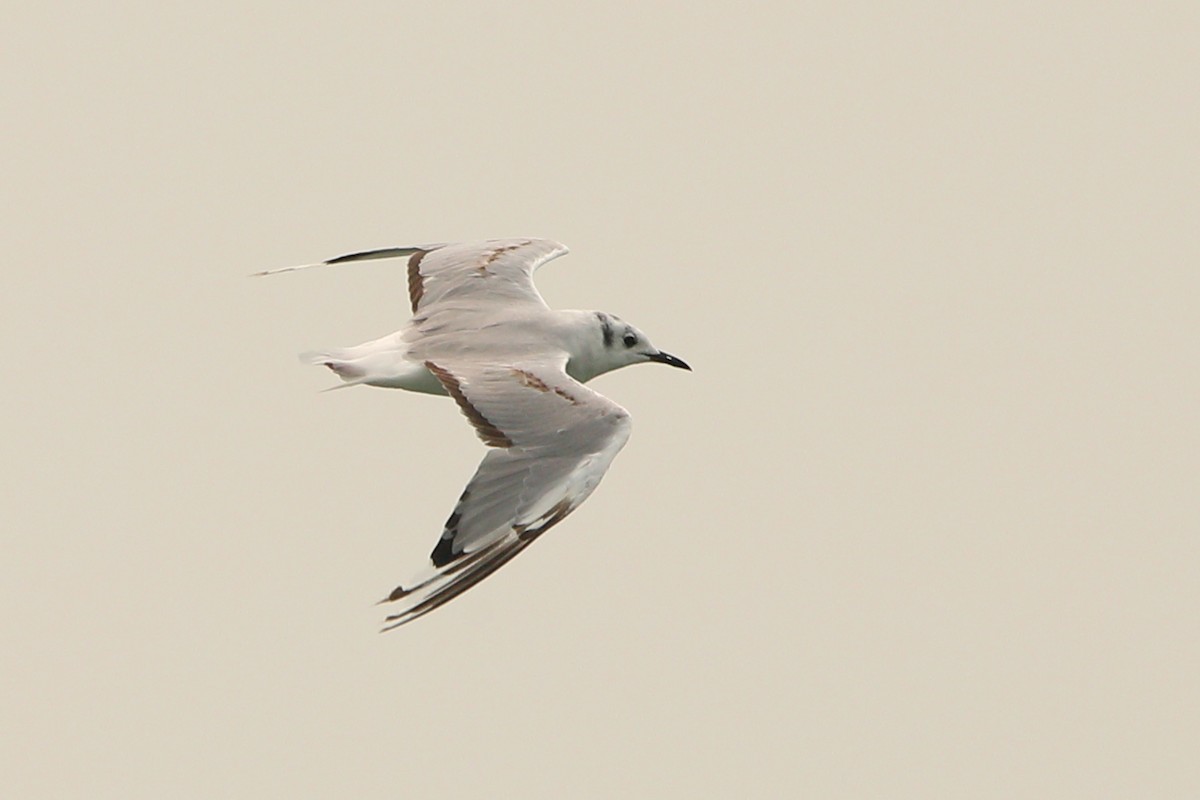 Bonaparte's Gull - Victor Chen