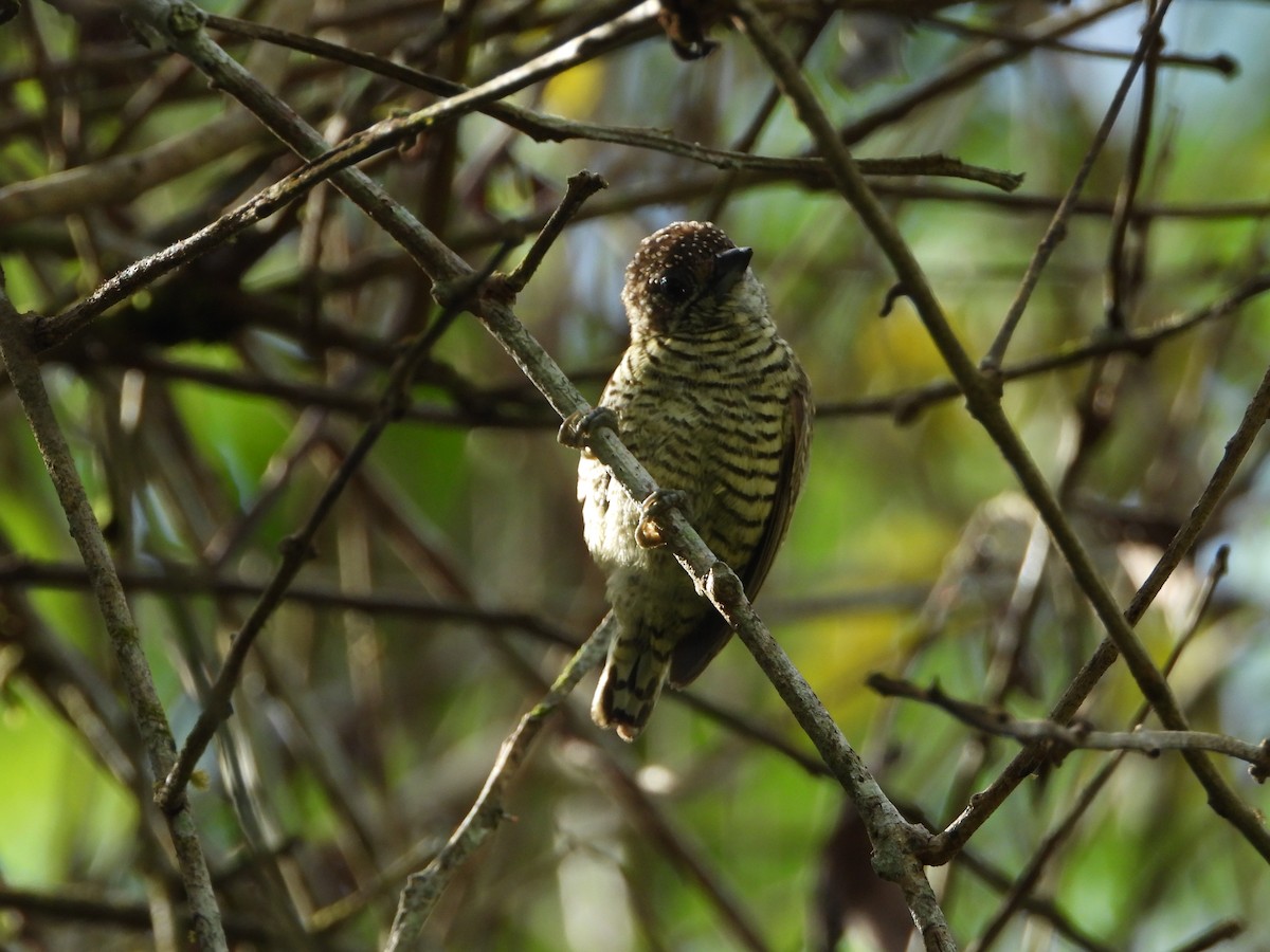 Lafresnaye's Piculet - ML595428391