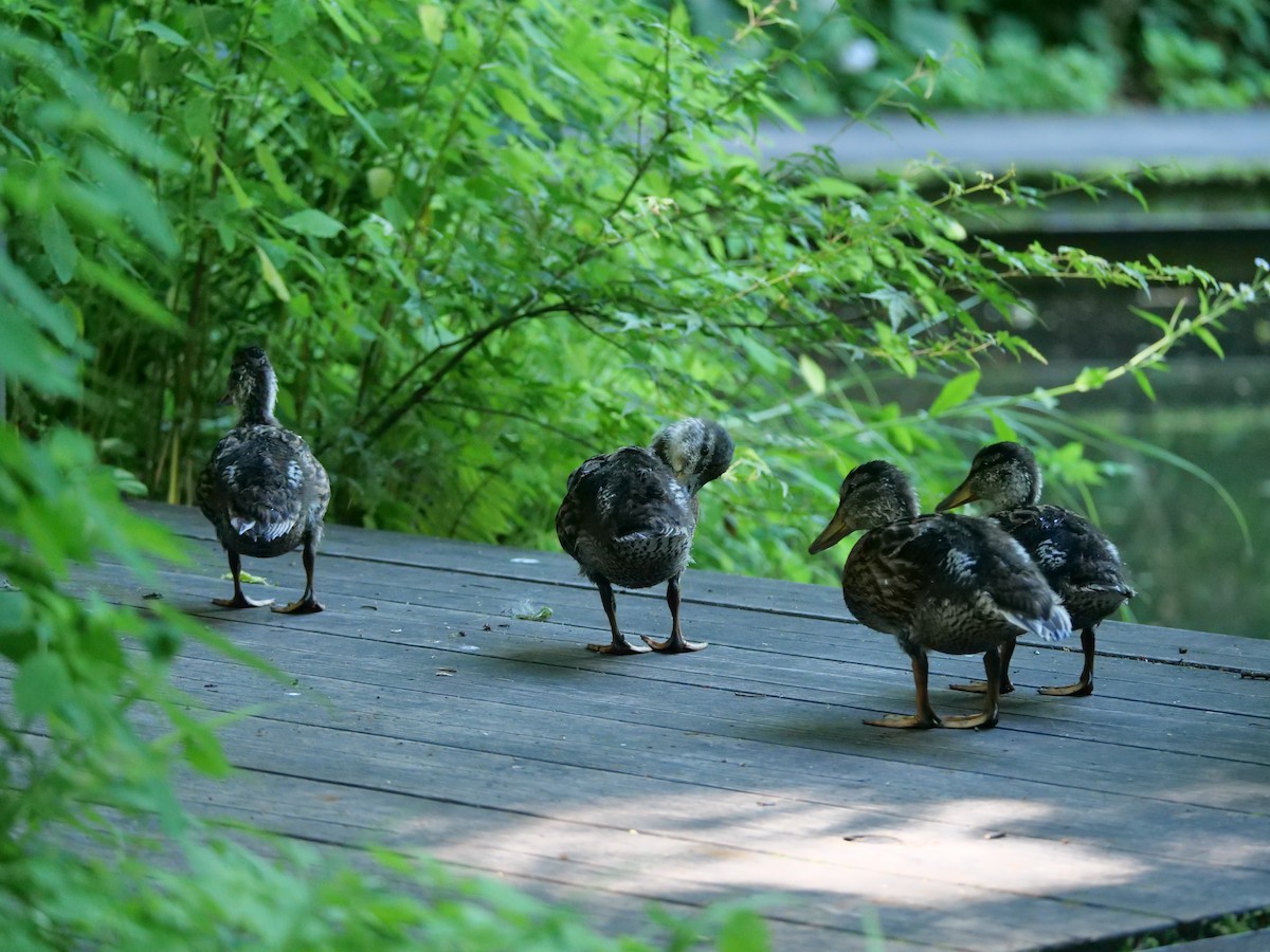 Canard colvert - ML595428941