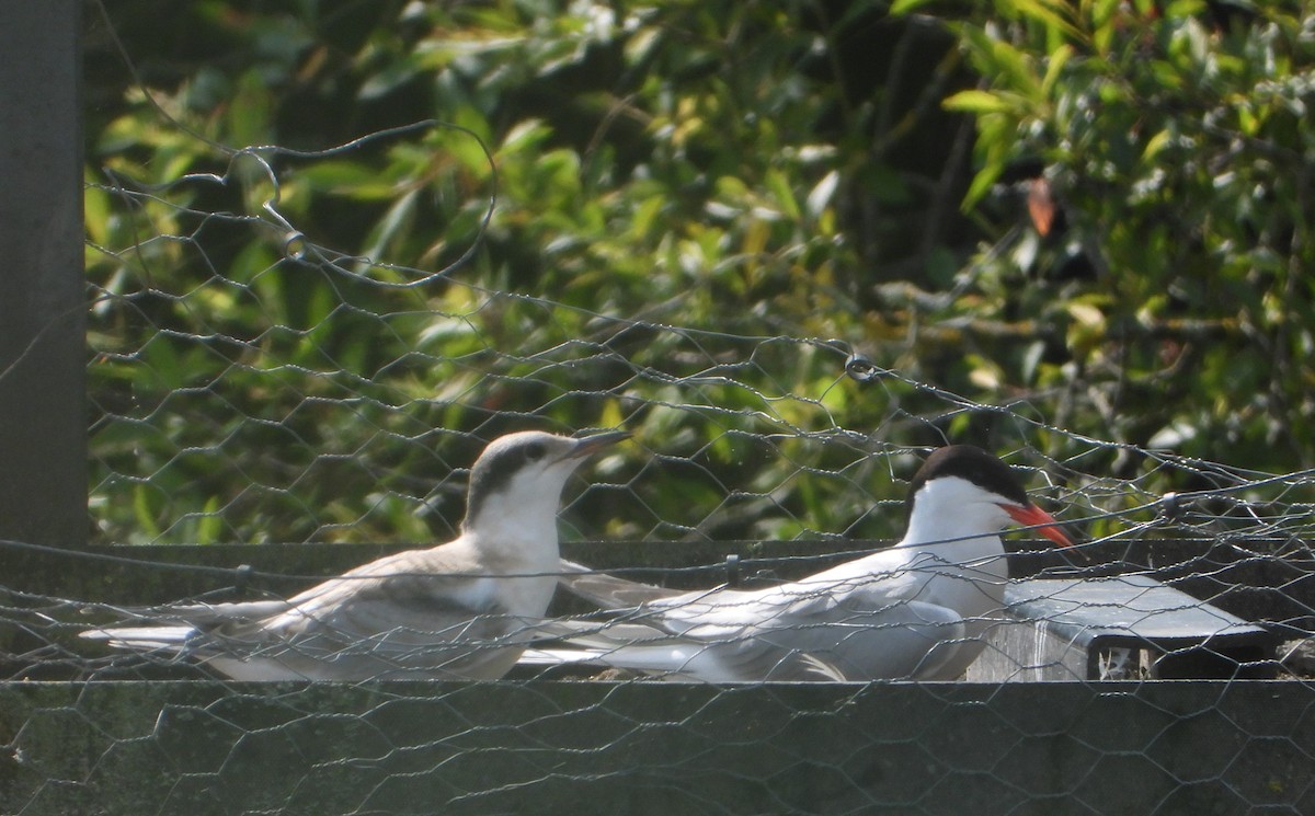 Common Tern - ML595429461
