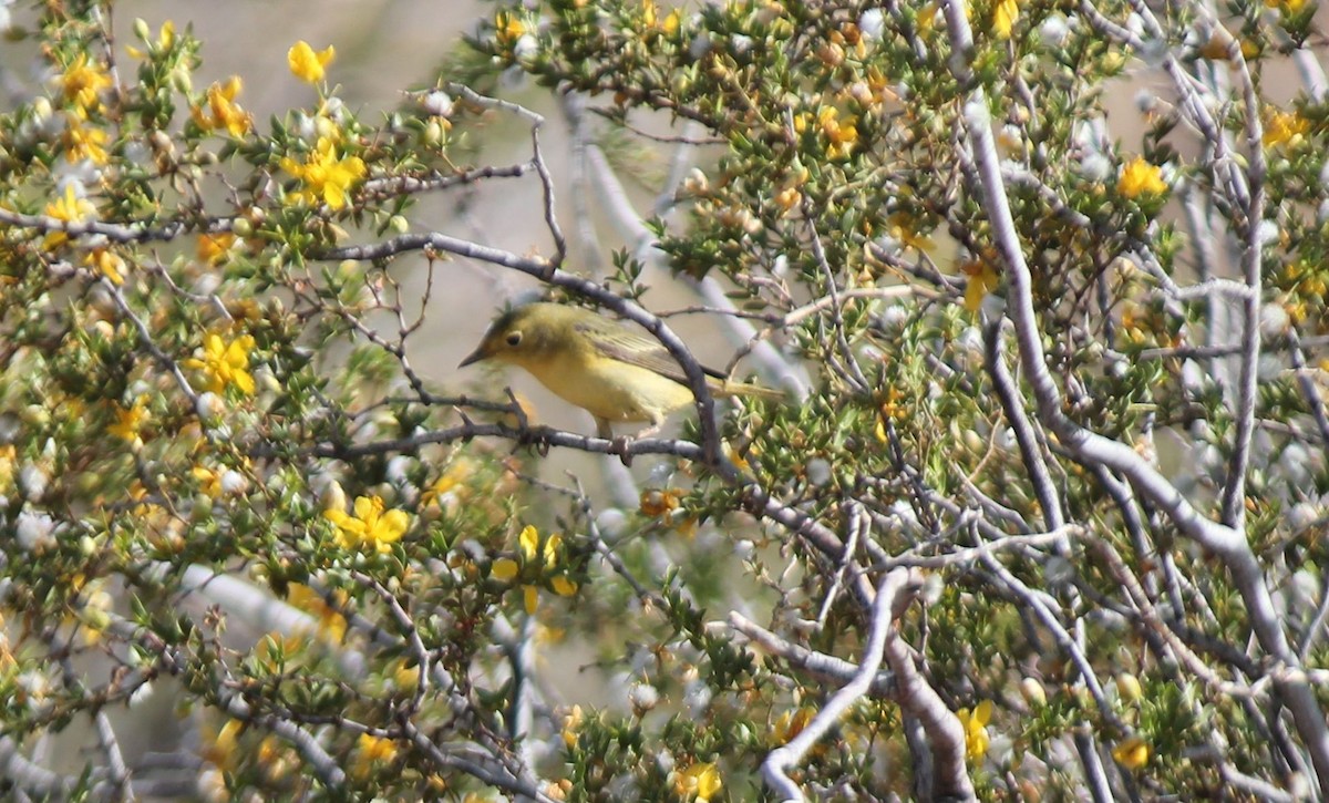 Paruline jaune - ML59542961