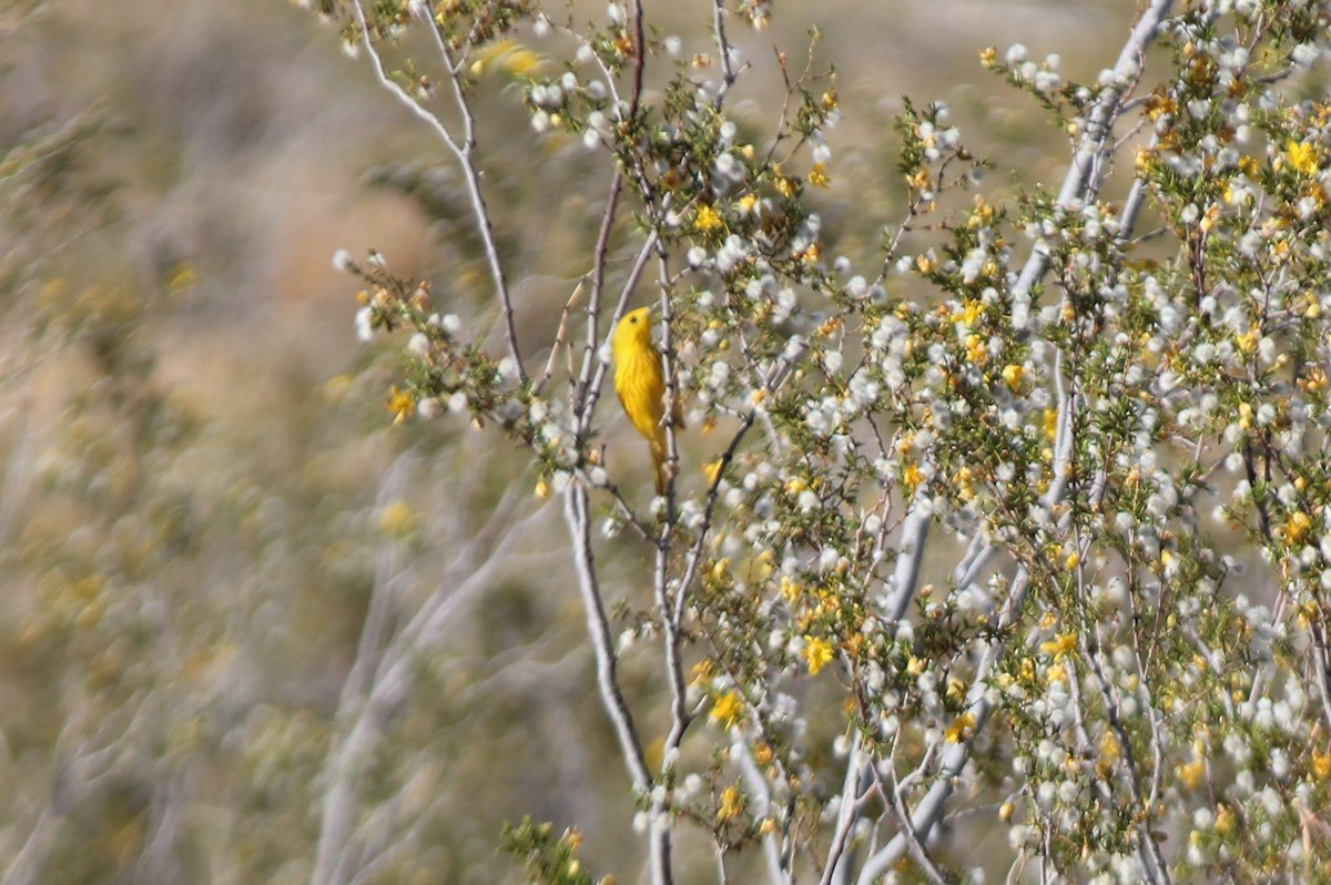 Paruline jaune - ML59542991