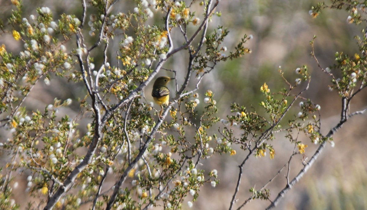 Paruline jaune - ML59543001