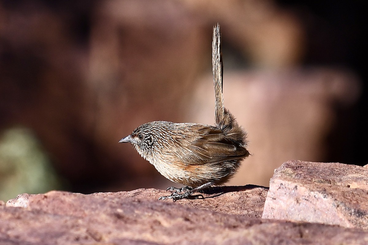 Dusky Grasswren - Russell Waugh