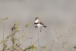 Banded Whiteface - ML595431571