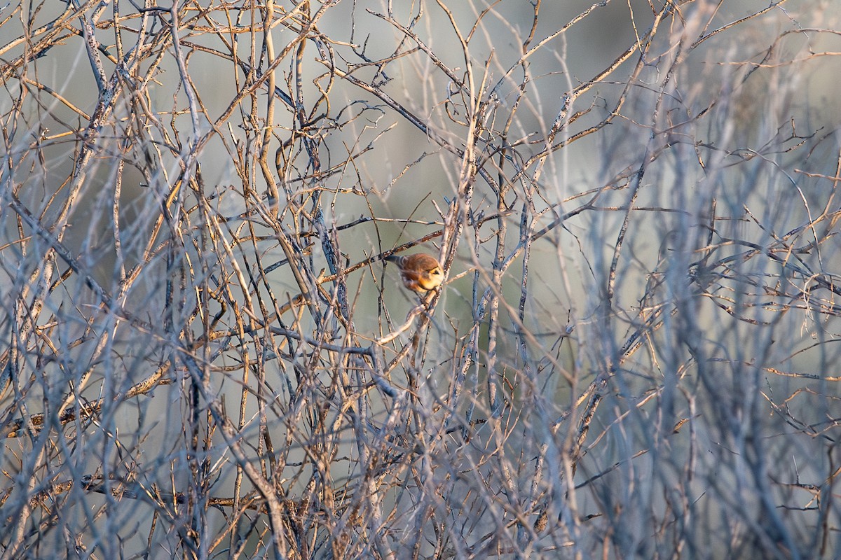 Banded Whiteface - ML595431721