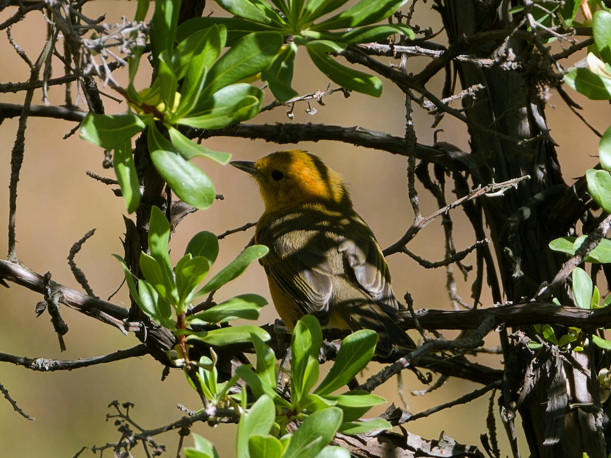 Rufous-chested Tanager - Rutger Koperdraad