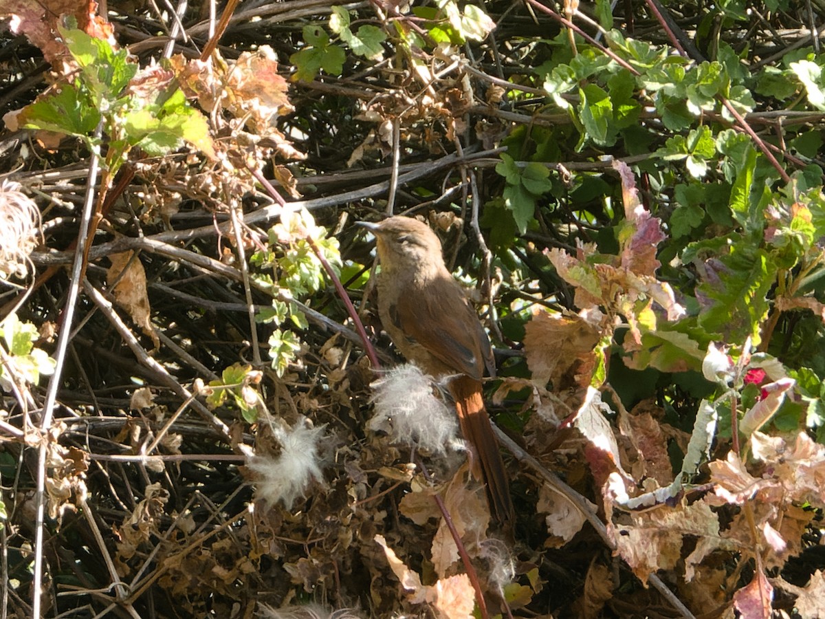 Peru Sepetöreni - ML595432711