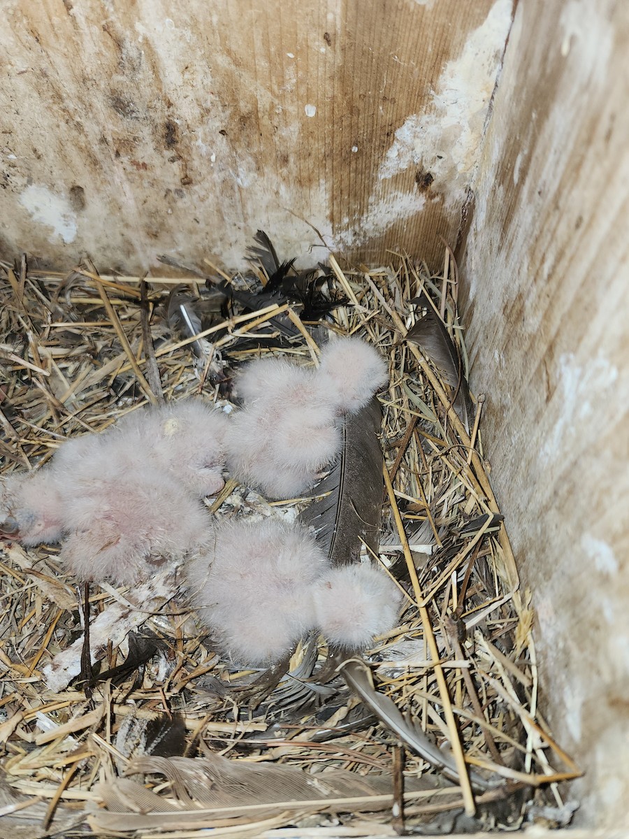 American Kestrel - ML595432851