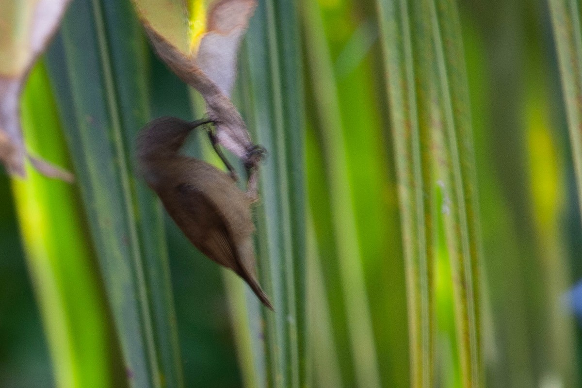 Seychelles Sunbird - ML595433391