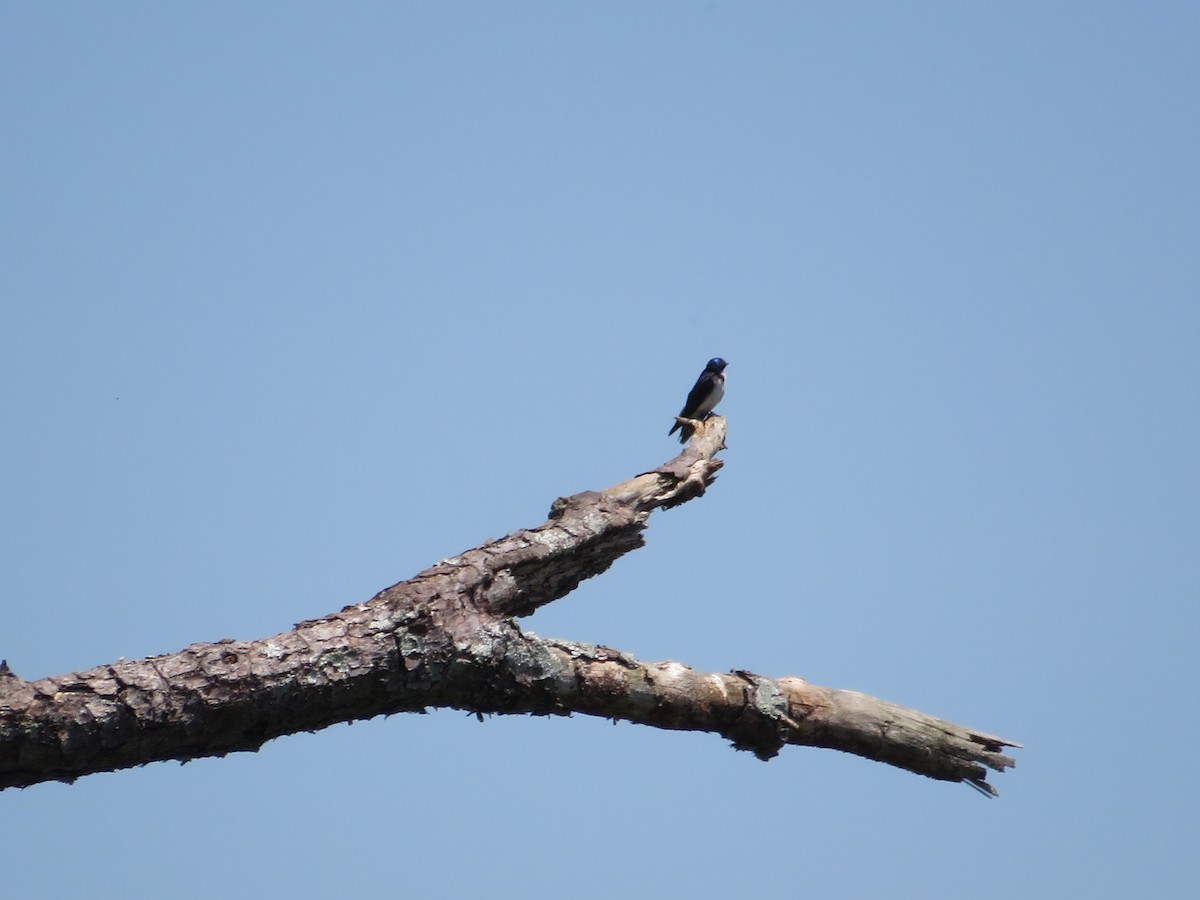 Tree Swallow - ML595433421